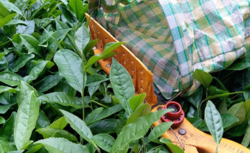 PilotBZ Service Dummy - ப்ரூனர் image 2